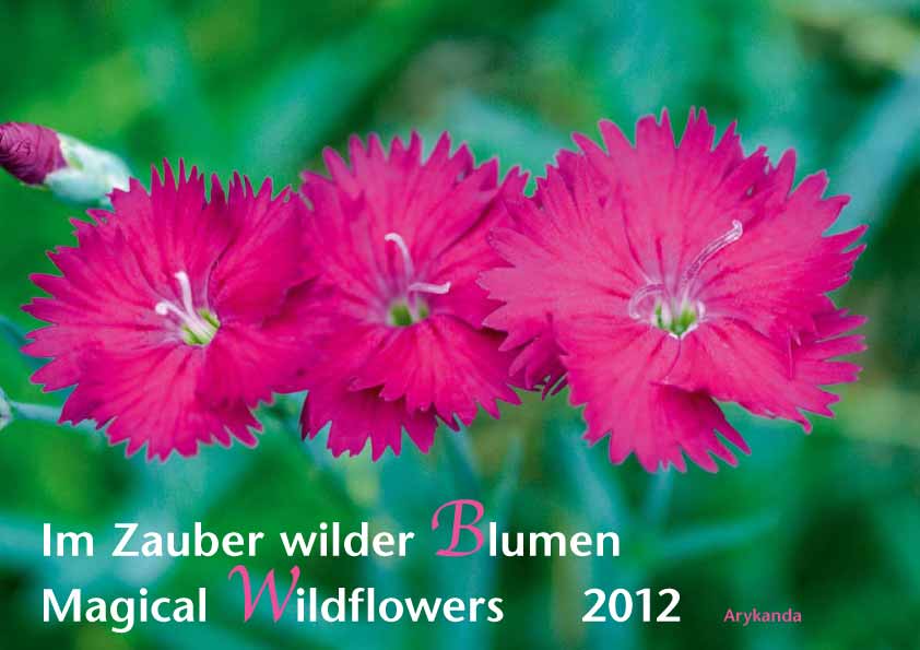Wilde Blumen 2012 Titel